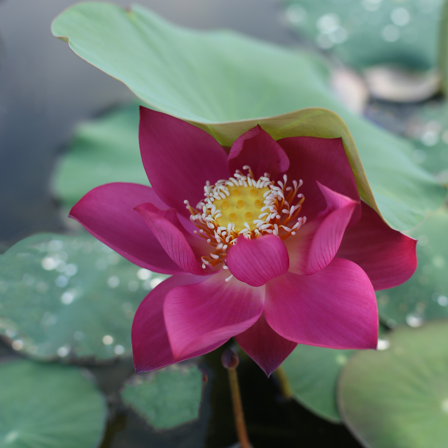 新品种《绛桃春》微型碗莲种藕姜永慧微莲苑小盆易养禅意荷花根苗