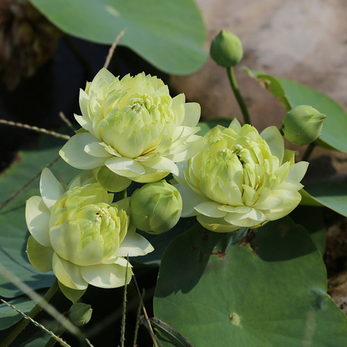 《金凤秀色》姜永慧微莲苑小微型