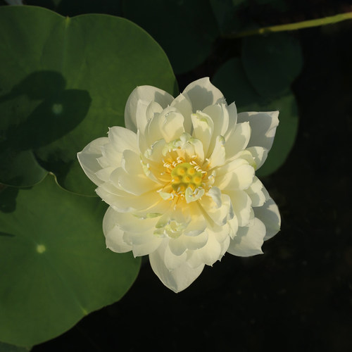 新品种《湘云盏》微莲苑姜永慧