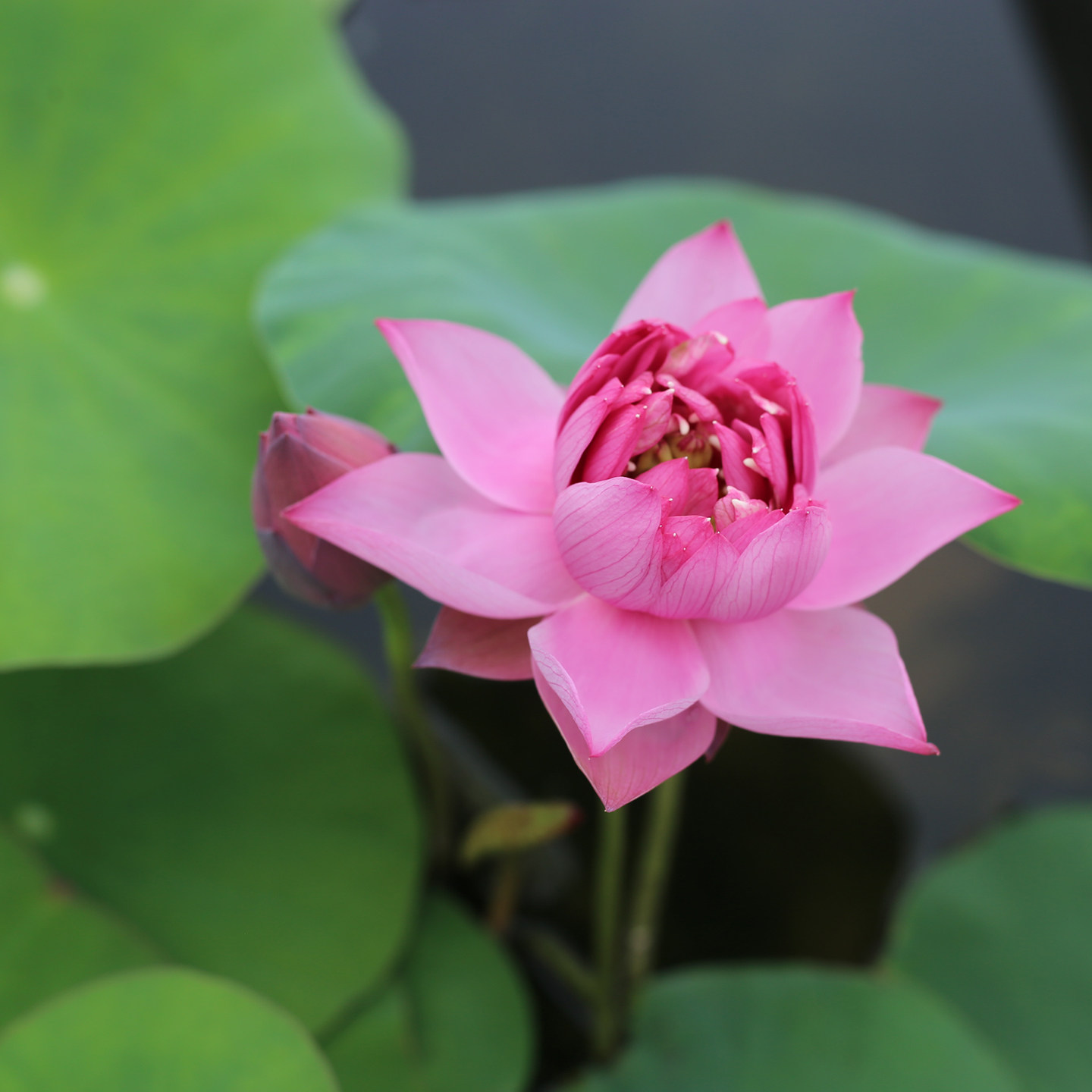 新品种《浮光绫》微型碗莲种藕姜永慧微莲苑水培植物阳台庭院盆栽