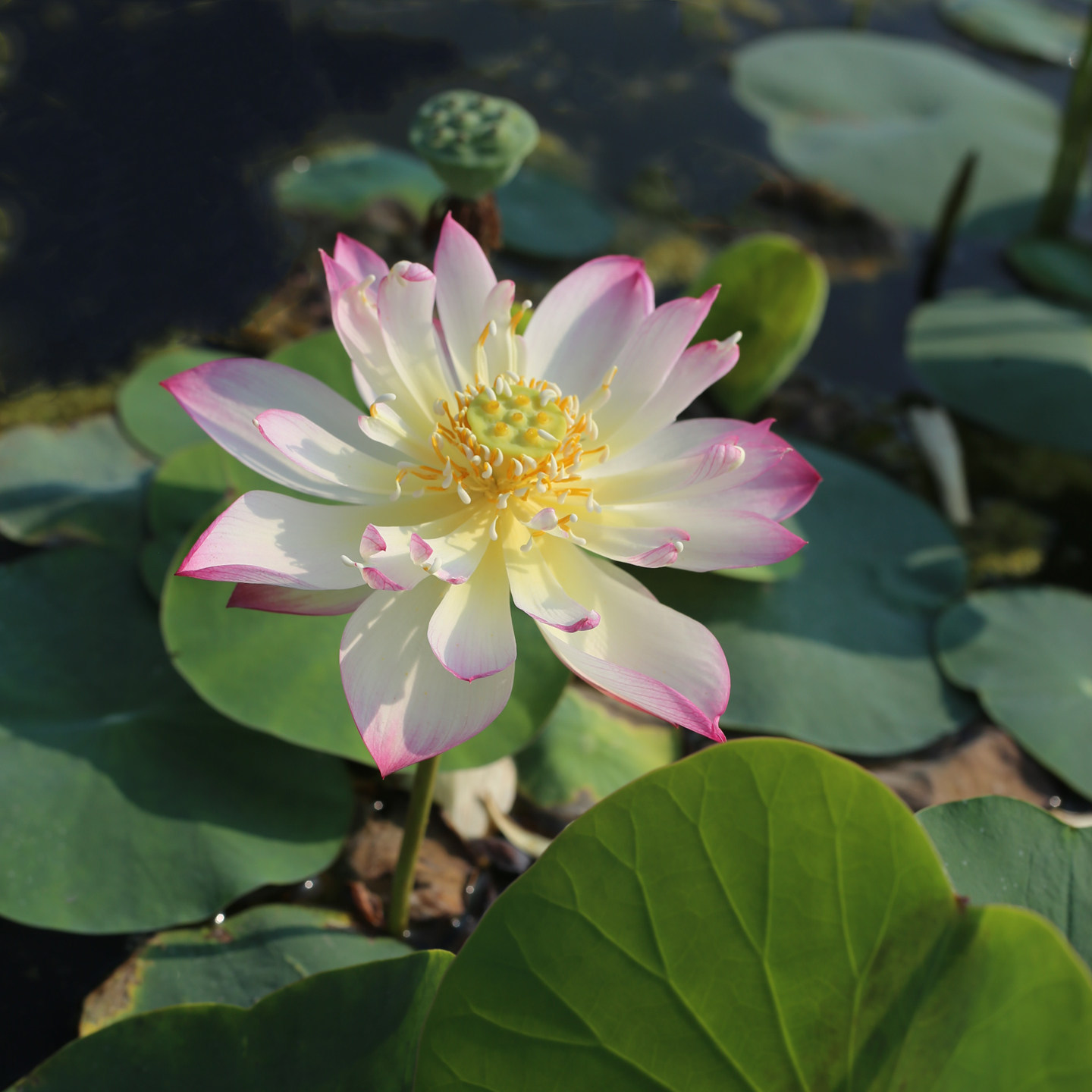 新品种《幻羽》微型碗莲种藕小苗姜永慧微莲苑正品带芽发货荷花