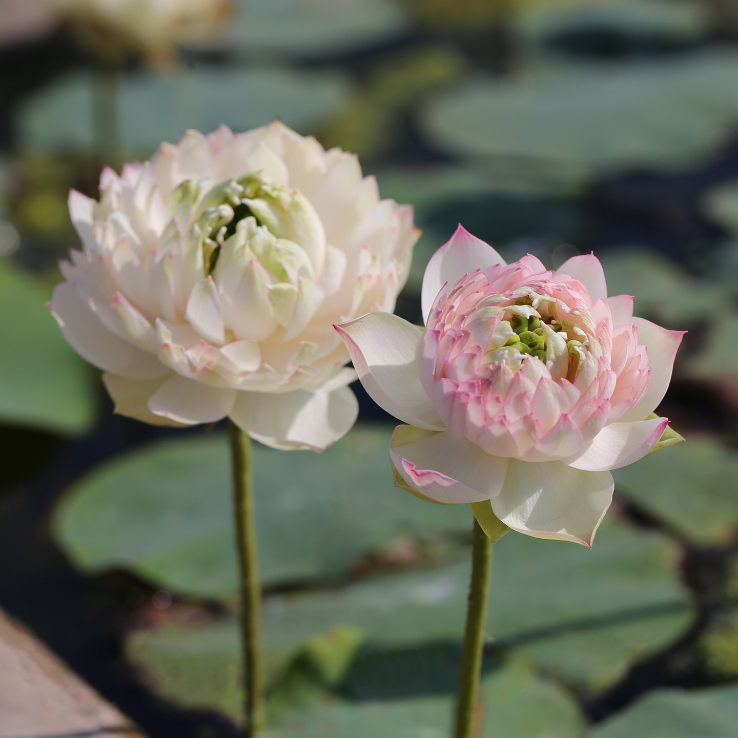 《粉色丹青》微型碗莲种藕姜永慧微莲苑丰花小盆易养禅意荷花根苗