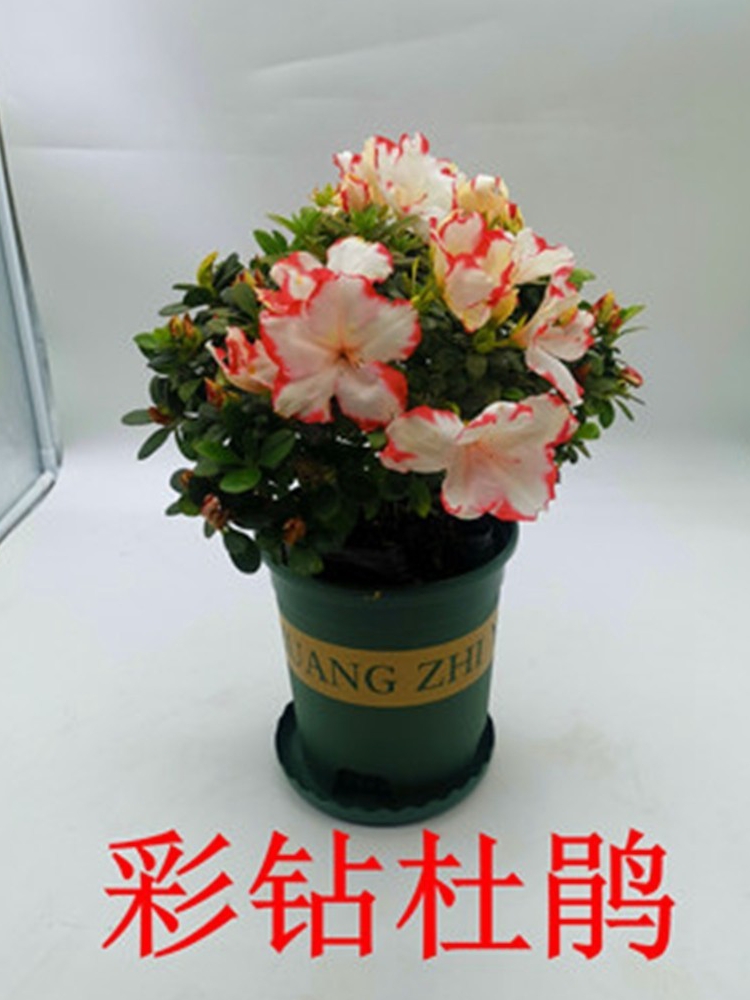 四季开花映山红杜鹃花苗盆栽室内庭院植物杜娟花树状盆带花苞发货