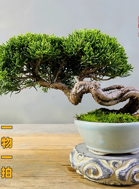 基地直供一物一拍济州真柏盆景室内植物盆栽办公室阳台绿植摆件