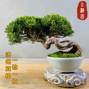 基地直供一物一拍济州真柏盆景室内植物盆栽办公室阳台绿植摆件