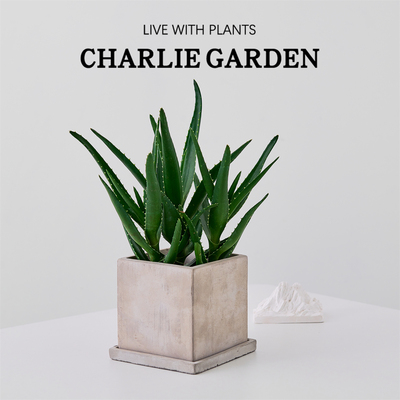 美人芦荟盆栽植物办公室客厅