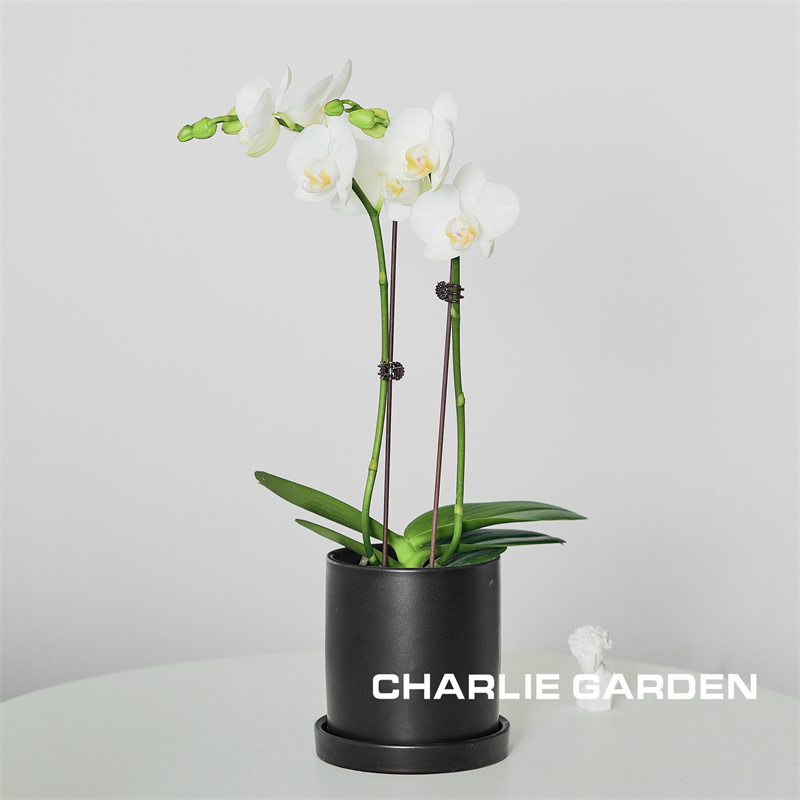 蝴蝶兰室内花卉带花苞创意礼品