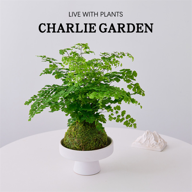 铁线蕨苔藓球盆栽植物室内桌面好养观果绿植客厅盆景办公室净化,鲜花速递/花卉仿真/绿植园艺,绿植,淘宝优惠券,粉丝福利购,淘宝优惠卷