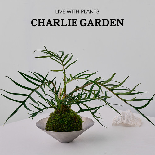 鱼骨蔓绿绒苔藓球盆栽净化空气