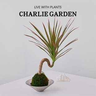 造型千年木苔藓球盆栽室内净化空气四季植物阳台庭院绿植易活送礼