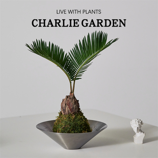 铁树苔藓球懒人植物室内好养殖净化空气好养活办公室水培绿植送礼