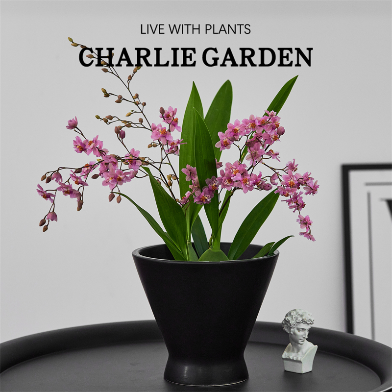 梦香兰桌面绿植浓香型年宵花送礼