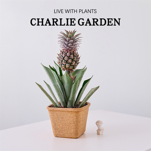 菠萝盆栽带果可食用凤梨植物四季室内阳台耐寒耐热好养网红绿植