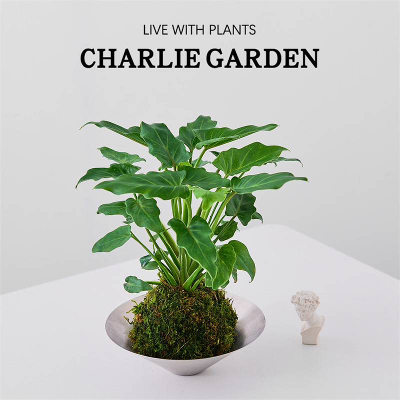 小天使苔藓球办公室内桌面绿植花卉盆栽工位绿植好养节日送礼,鲜花速递/花卉仿真/绿植园艺,绿植,淘宝优惠券,粉丝福利购,淘宝优惠卷