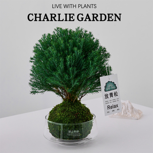 放青松雾凇苔藓盆栽室内桌面绿植净化空气禁止焦虑工位创意摆件