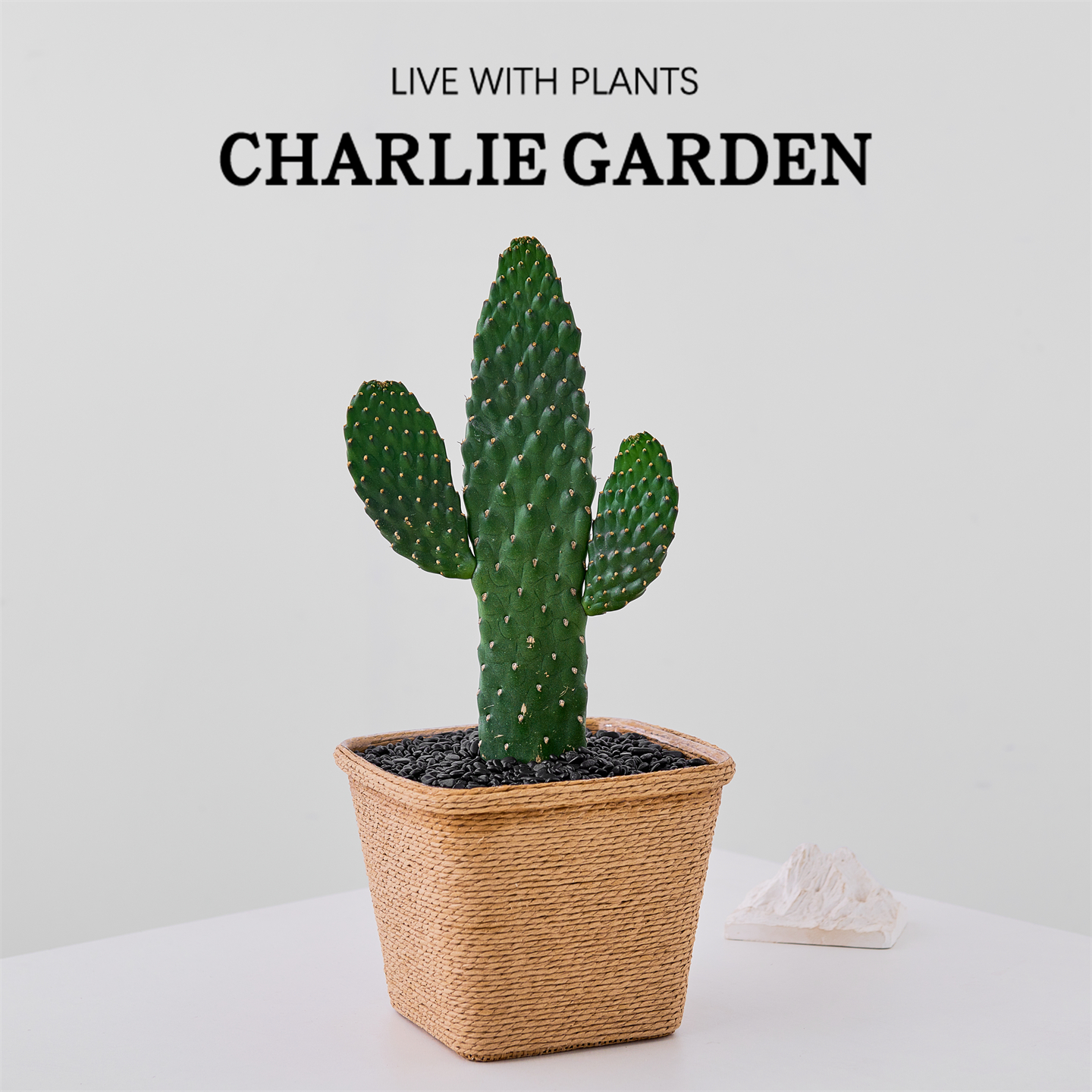 中华掌仙人掌无刺耐旱绿植花卉