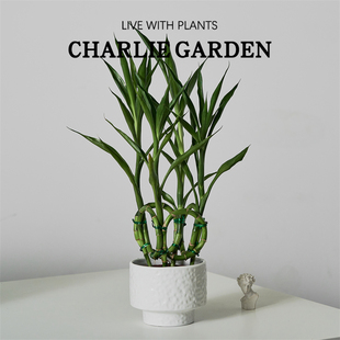 带根招财竹盆栽发财竹办公室客厅旺宅小叶富贵竹乔迁送礼新家竹子