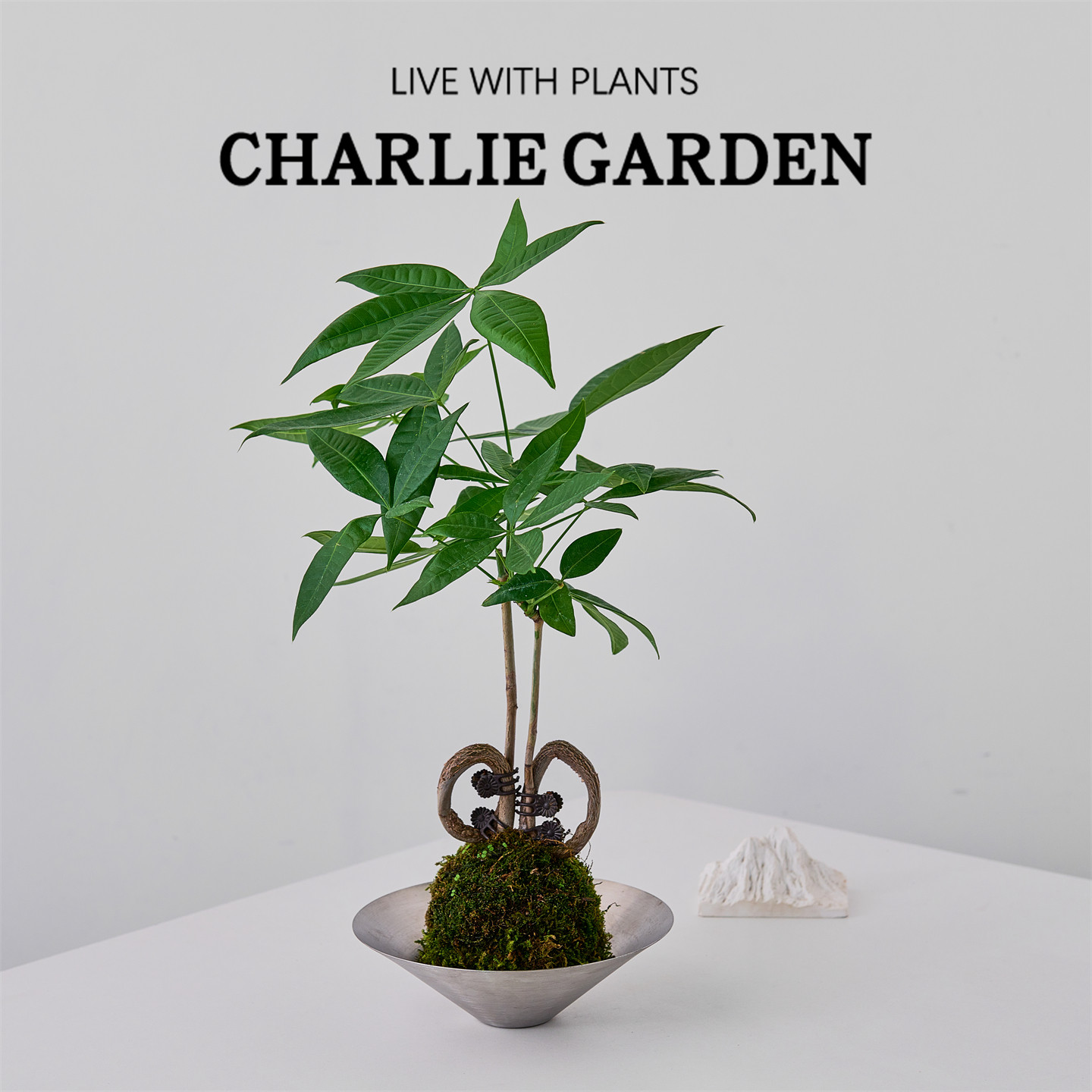 五福中国结发财树苔藓盆栽室内净化空气植物阳台庭院绿植易活送礼