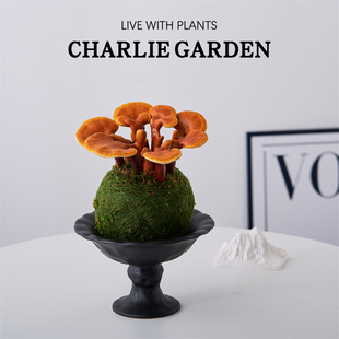 灵芝苔藓球盆栽室内桌面观赏水培植物好养易活招财绿植创意礼品