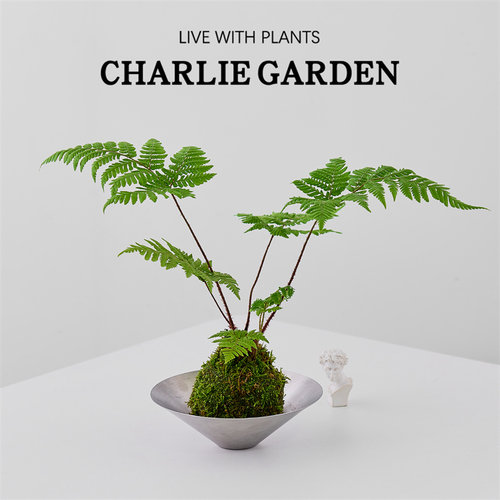 红鳞毛蕨苔藓球水培植物绿植