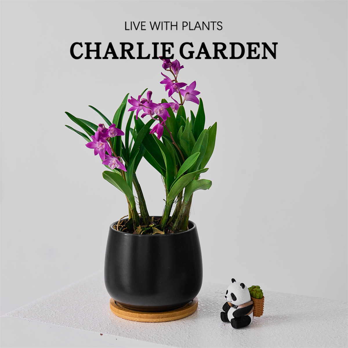 好养石斛兰花盆栽室内绿植