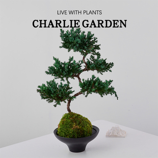 五层塔松苔藓盆栽室内绿植办公室内桌面盆景南北好养乔迁软装送礼