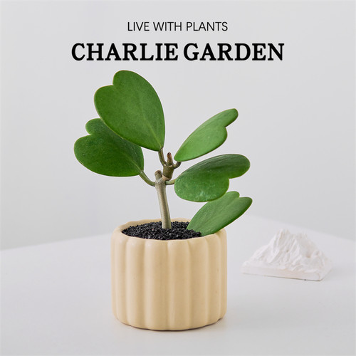 爱心叶室内盆栽植物好养