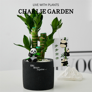 常青办公室内好养活节日送礼 步步高富贵竹文昌竹绿植净化空气四季