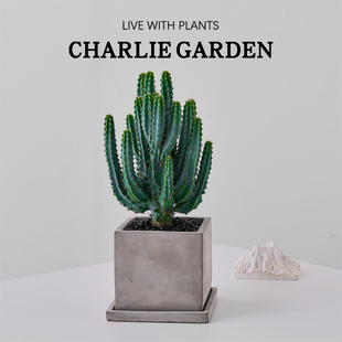 泰龙木仙人掌盆栽客厅绿植花卉室内办公室桌面好养招财稀有品种