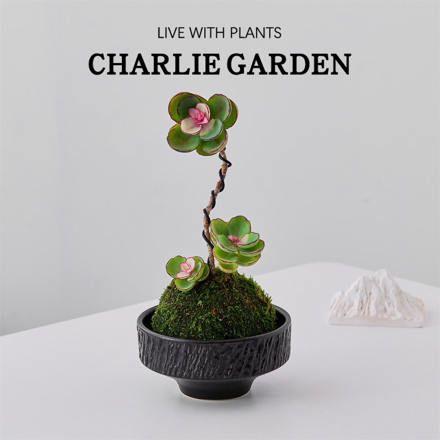 锦绣牡丹苔藓多肉植物盆栽