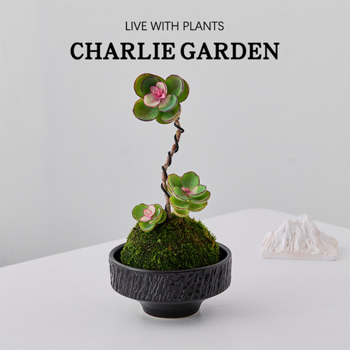 锦绣牡丹苔藓多肉植物盆栽