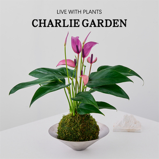 紫掌苔藓球植物办公室内桌面绿植花卉盆栽室内绿植软装节日送礼