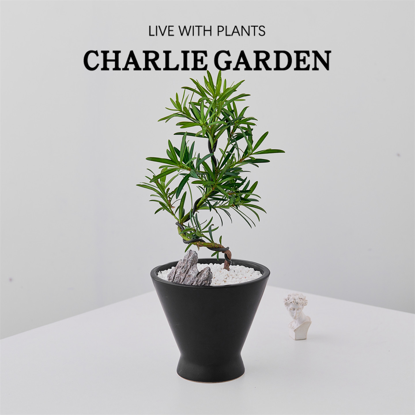 罗汉松盆栽办公室内桌面绿植花卉盆栽工位绿植好养节日送礼放轻松