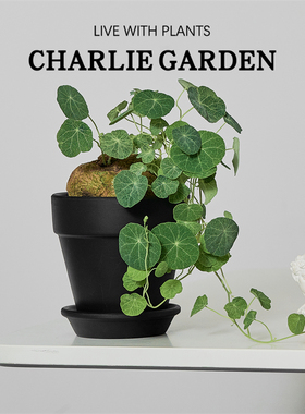 山乌龟圆叶招财龟块根植物桌面盆栽客厅茶室美化环境泰国金不换