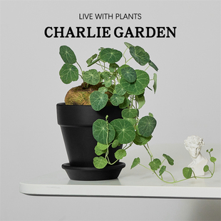 山乌龟圆叶招财龟块根植物桌面盆栽客厅茶室美化环境泰国金不换