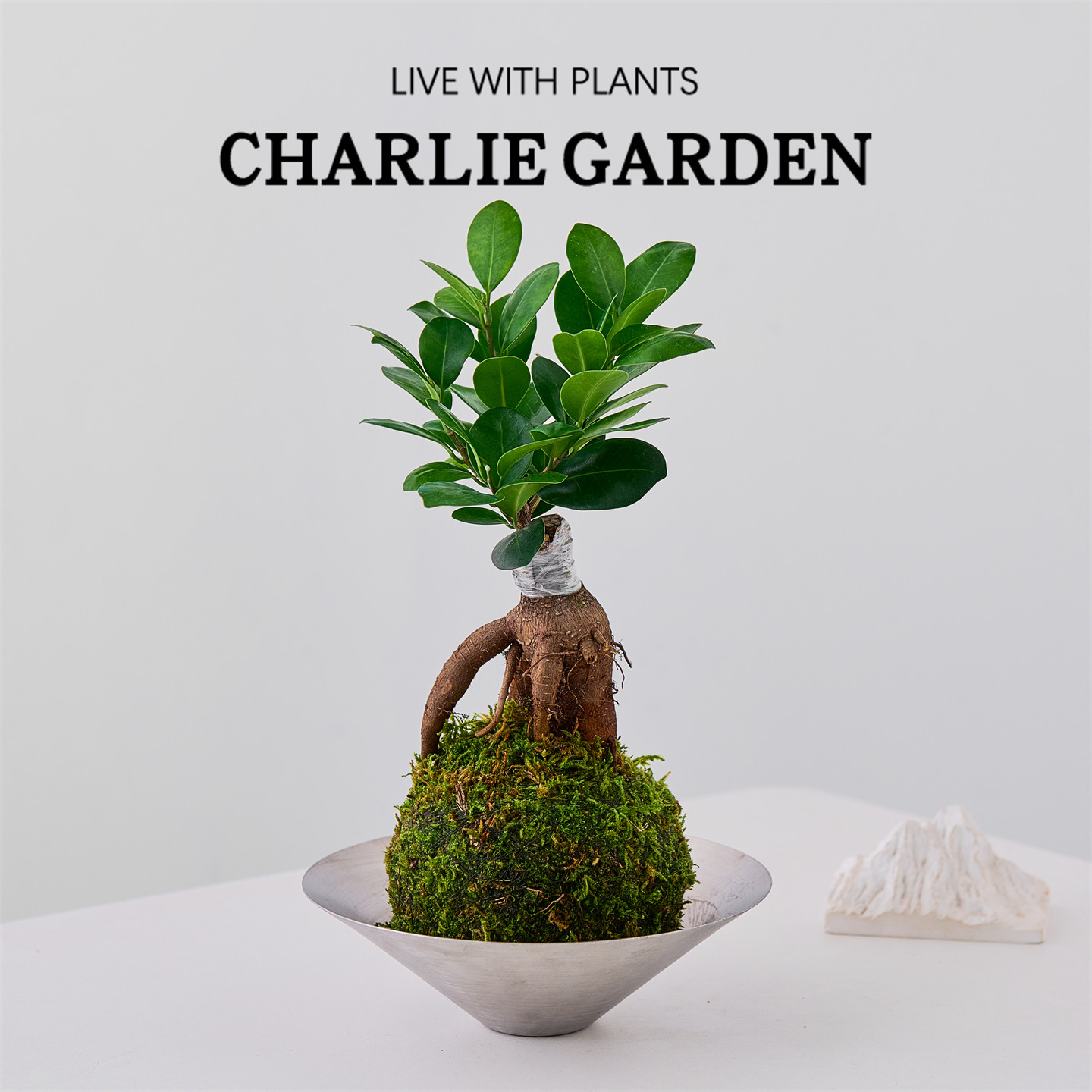 人参榕苔藓盆栽室内绿植办公桌面盆景好养易活净化空气耐阴招财