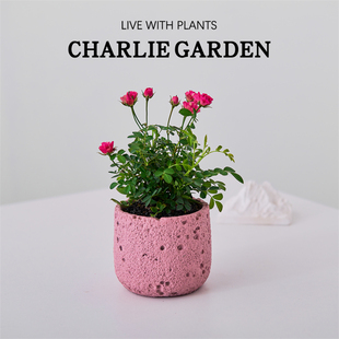 多头玫瑰月季 常青好养活 小盆栽室内绿植办公室内桌面植物花卉四季