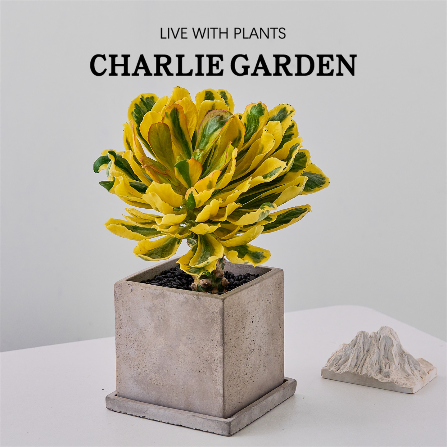 扇贝麒麟黄叶多肉植物室内小盆栽