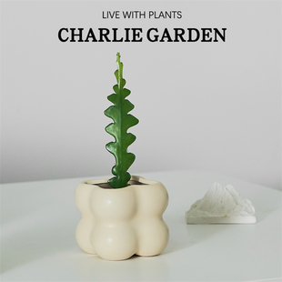 鱼骨令箭多肉植物稀有品种仙人掌科花卉盆栽室内四季好养锯齿昙花