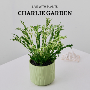 白月光白锦鸟巢蕨盆栽室内客厅净化空气办公室桌面花卉绿植春雨