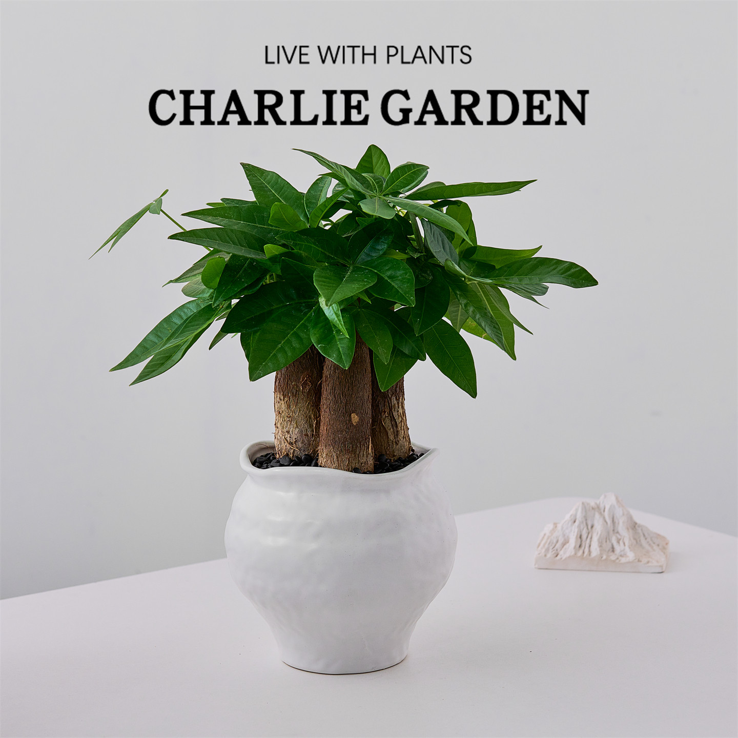 招财发财树大盆栽室内绿植含盆桌面装饰净化空气易养护办公室摆件,鲜花速递/花卉仿真/绿植园艺,绿植,淘宝优惠券,粉丝福利购,淘宝优惠卷