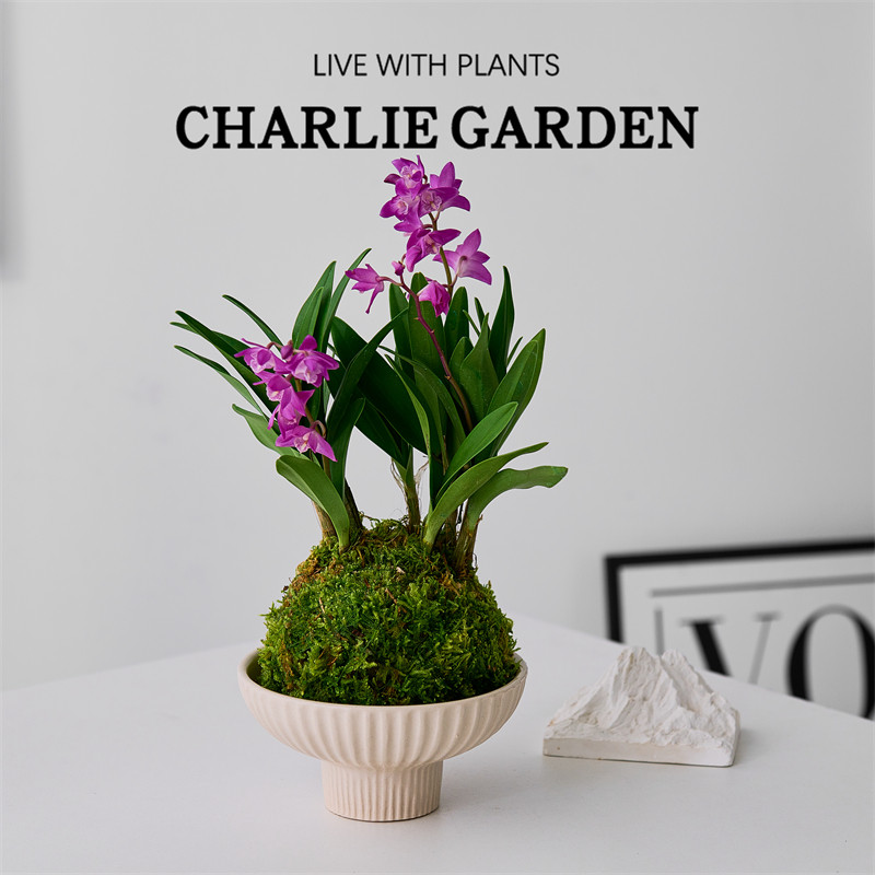 水培水养石斛兰苔藓盆栽带花苞四季常青懒人好养绿植室内花卉文心