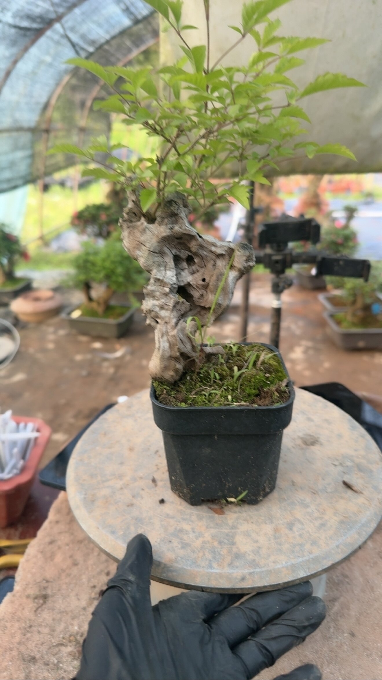 黄荆老桩