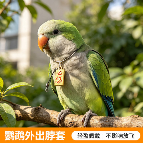 鹦鹉新款脖套不锈钢脖圈玄凤牡丹虎皮栓鸟链遛鸟训练配件