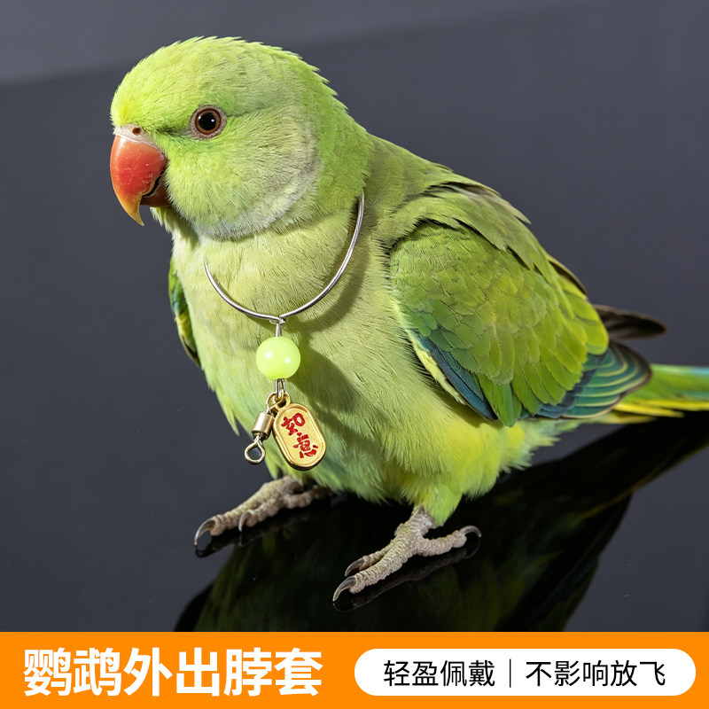 鹦鹉亚克力珠脖套防逃脱金属颈环装饰圈玄凤牡丹虎皮外出宠物用品