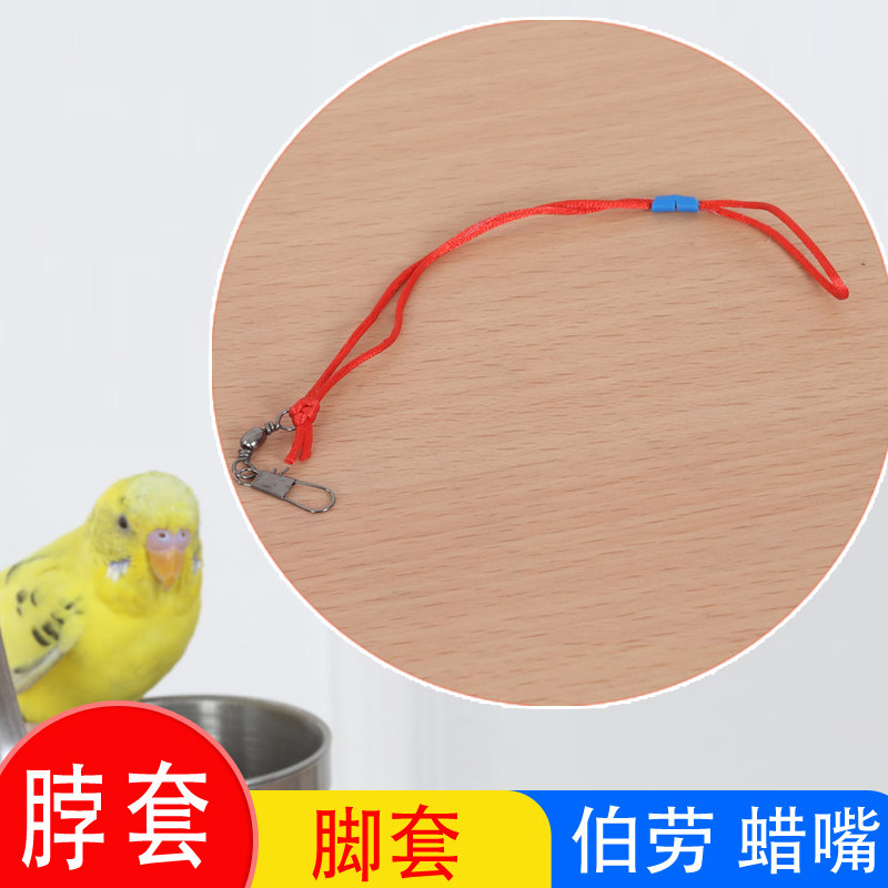 伯劳喜鹊蜡嘴腊嘴皂脖套脖链