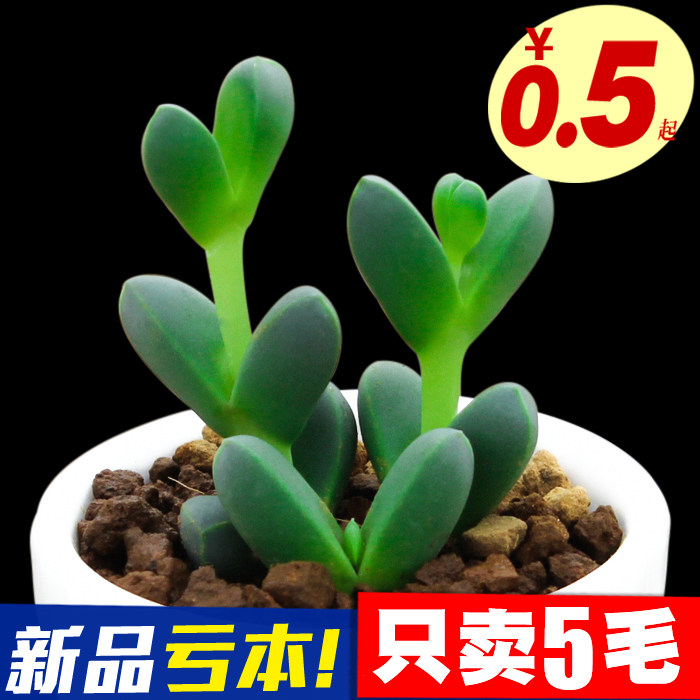 园艺新款多肉植物鹿角海棠室内盆栽 多肉室内肉肉绿植|msdalam kategori penghantaran bunga/bunga simulasi/tumbuhan berkebun, bunga/Tumbuh-tumbuhan tumbuh-tumbuhan pasu (baru), succulents - dari Buy2taobao.com untuk memberikan perkhidmatan ejen Taobao profesional membeli