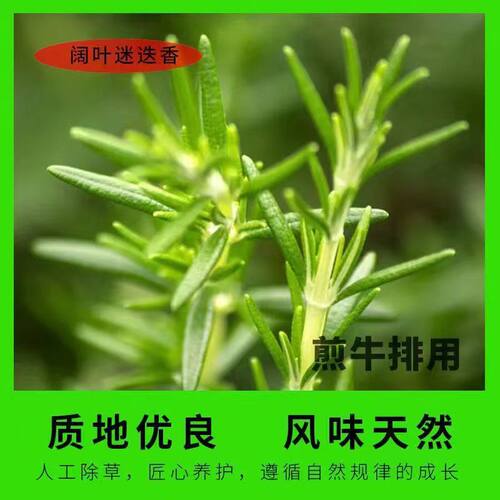 迷迭香枝条百里香阔叶烤肉用谜迭香干枝条煮水牛排用调料香料