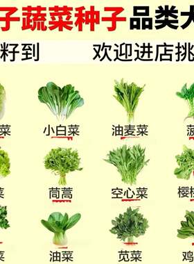 各种叶类菜种子秋冬叶菜各种各样蔬菜种子大全四季白菜生菜菠菜籽
