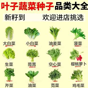 各种叶类菜种子秋冬叶菜各种各样蔬菜种子大全四季白菜生菜菠菜籽